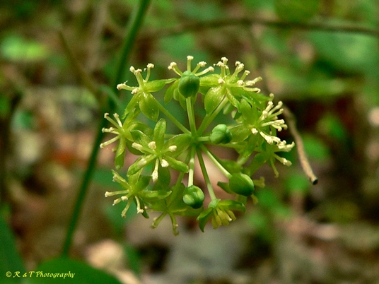 {Smilax hugeri}